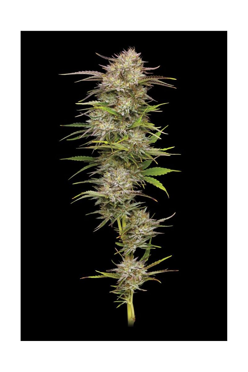 California Haze, Фасовка: 3